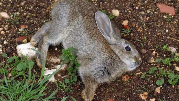 Хвороби кроликів симптоми та їх лікування