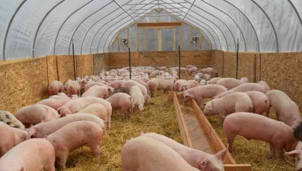 Як правильно можна зарізати в домашніх умовах свиню
