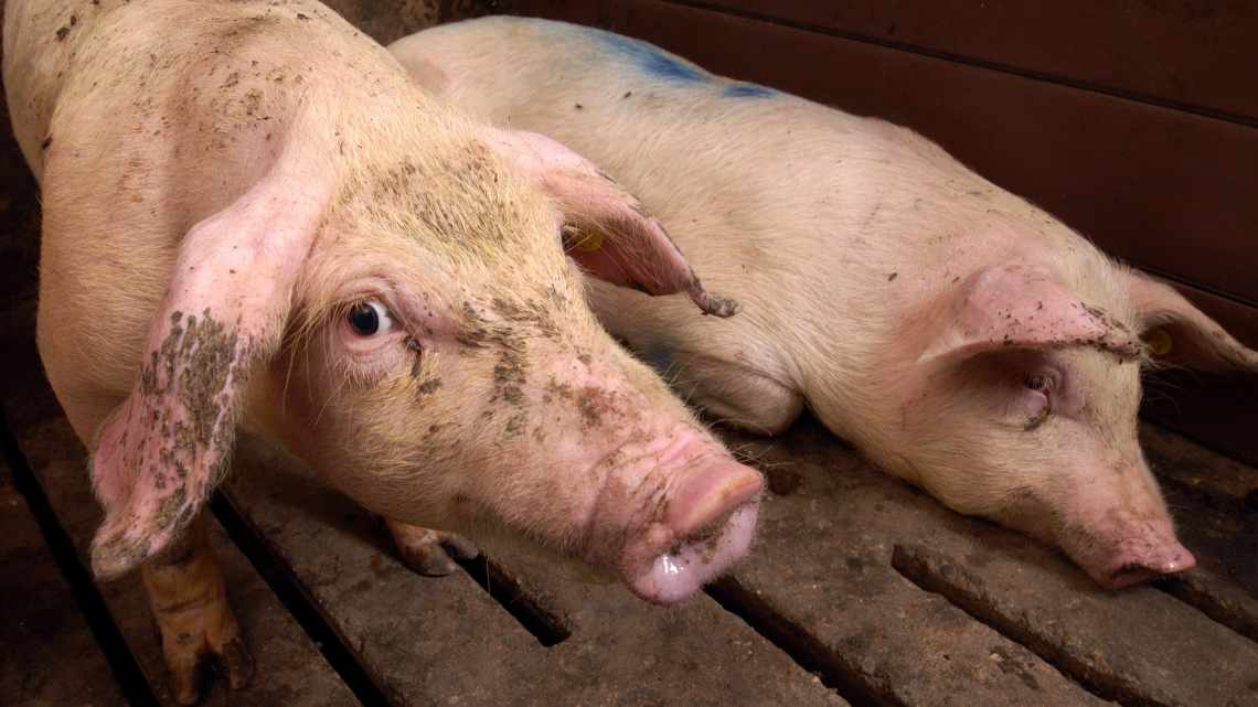 Як боротися з саркоптозом у свиней