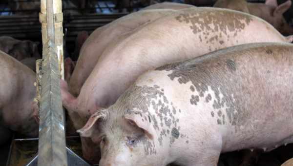Рожа у свиней симптоми і лікування в домашніх умовах (фото)