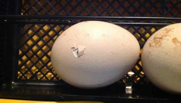 Процес овоскопування курінних яєць і його значення