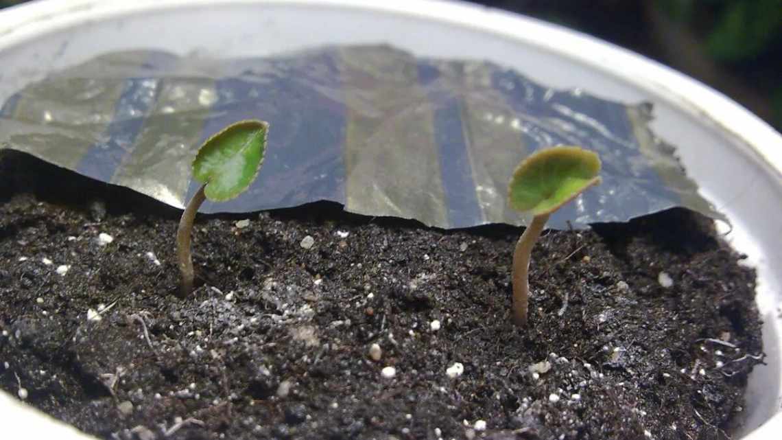 Вирощування цикламену з насіння