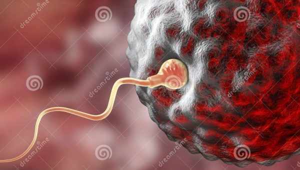 Чи є в мастилі - передсемінній рідині - сперматозоїди і чи можна завагітніти через неї, якщо чоловік перервав акт?