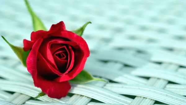 Яка троянда найкрасивіша