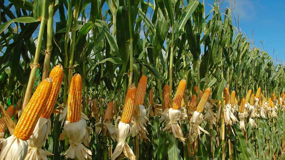 Появу культурної кукурудзи пояснили єдиною мутацією