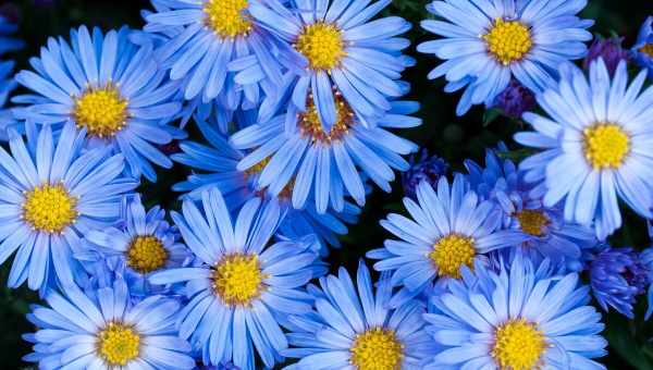 Рослина з синіми кольорами