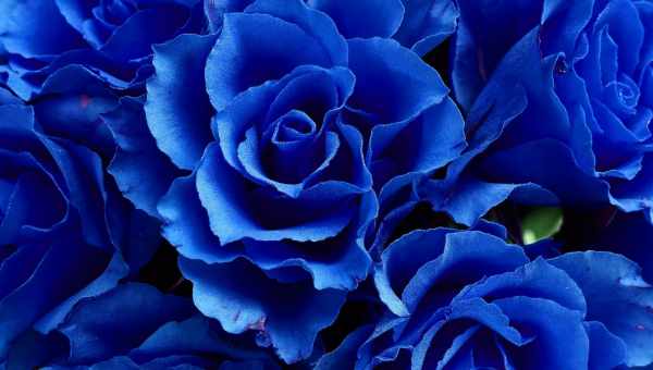 Значення синьої троянди