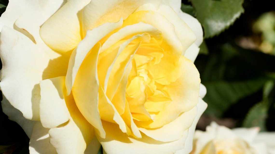 Жовта троянда сорту